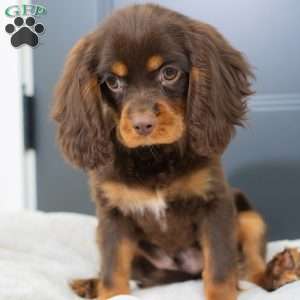 Parker, Cavalier King Charles Spaniel Puppy